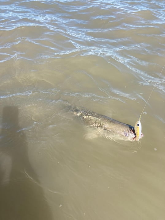 Port O'Connor fishing guide tx