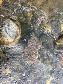 Montana fly fishing guides