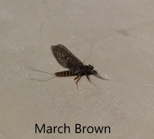 montana fishing guide