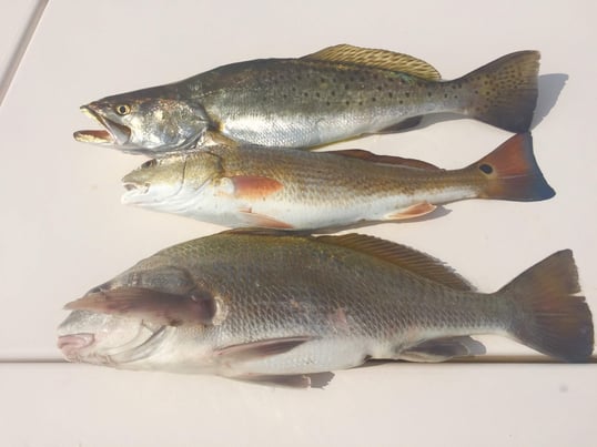 corpus christi fishing trips