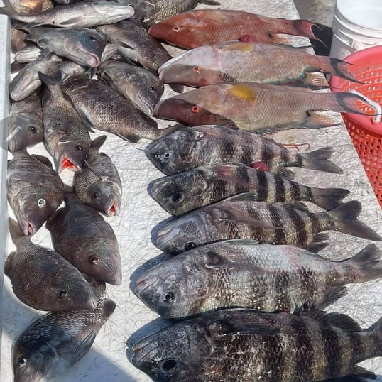 clearwater fishing charter