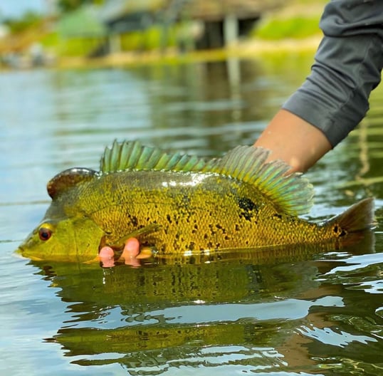 florida peacock bass fishing guides