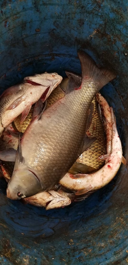 trinity river fishing charters