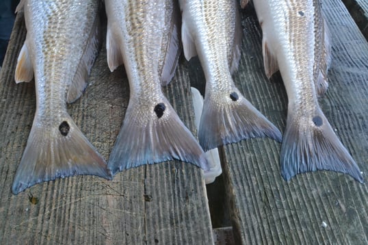 redfish tails
