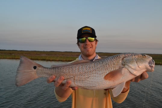 rockport redfish