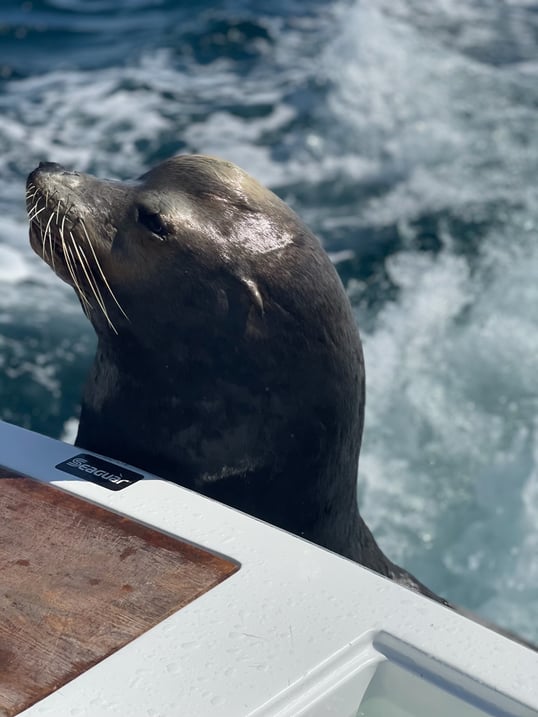 Sea Lion in Cabo San Lucas