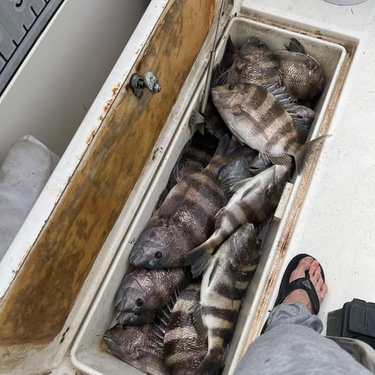 galveston fishing charter