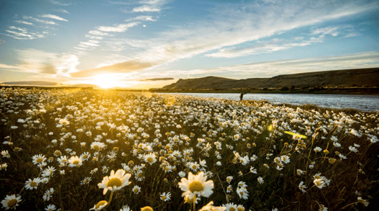 las buitreras fly fishing