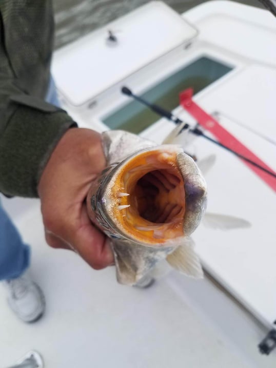 galveston tx fishing guide