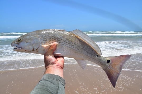 padre island fishing charters