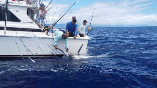 Blue marlin fishing in Kona, Hawaii