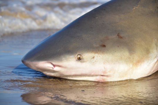 shark fishing guides texas