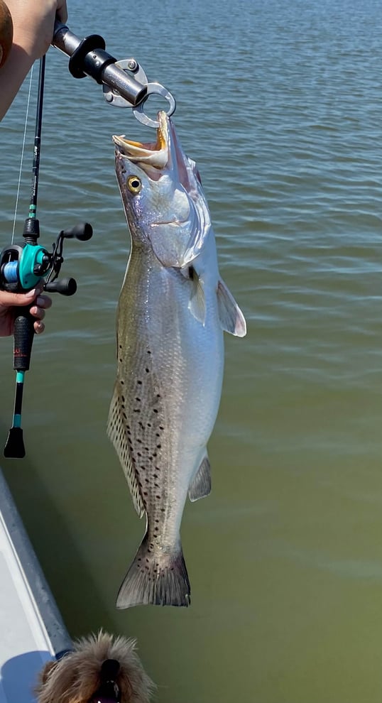 galveston fishing trips