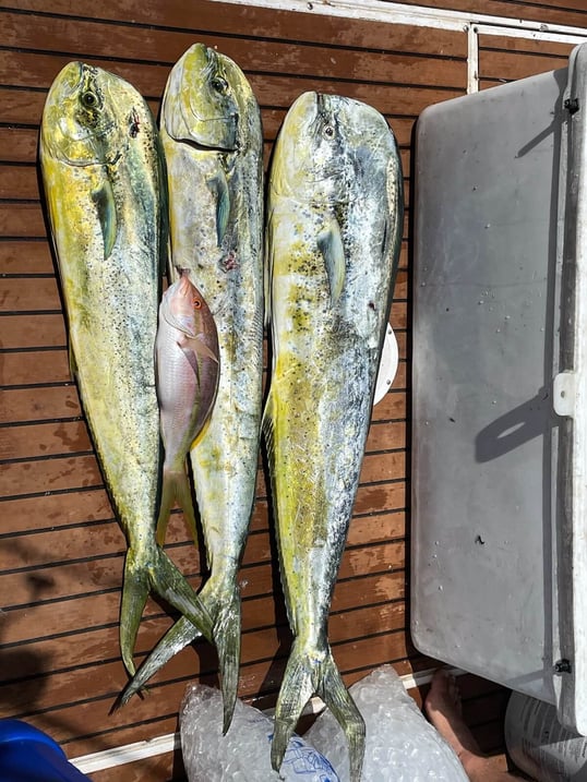 west palm beach fishing charter