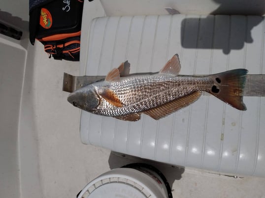 destin fishing charter