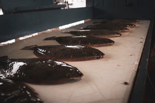 galveston fishing trips