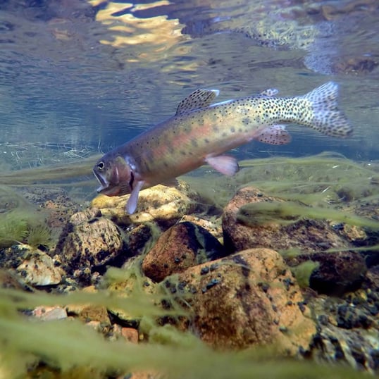 new mexico fly fishing trout