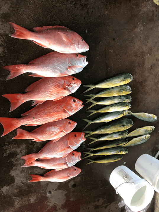 galveston fishing charters23