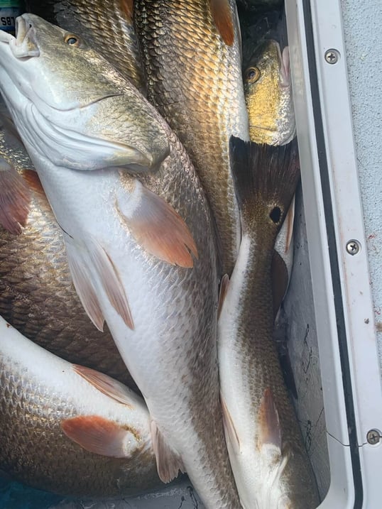 corpus christi fishing charters2