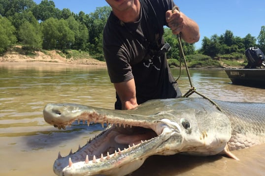 teeth of alligator gar