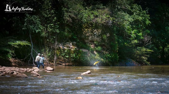 fly fishing for golden dorado