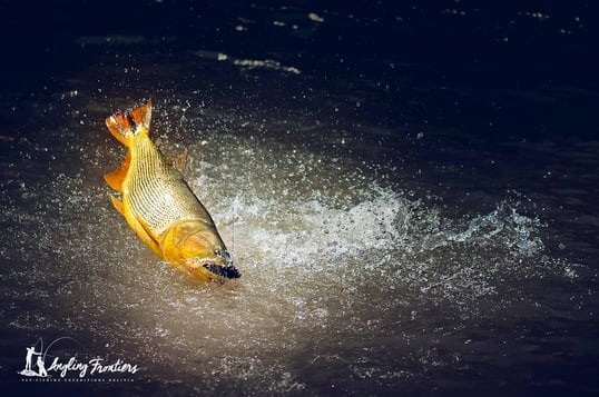 golden dorado bolivia