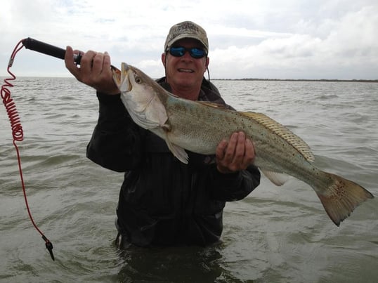galveston speckled trout
