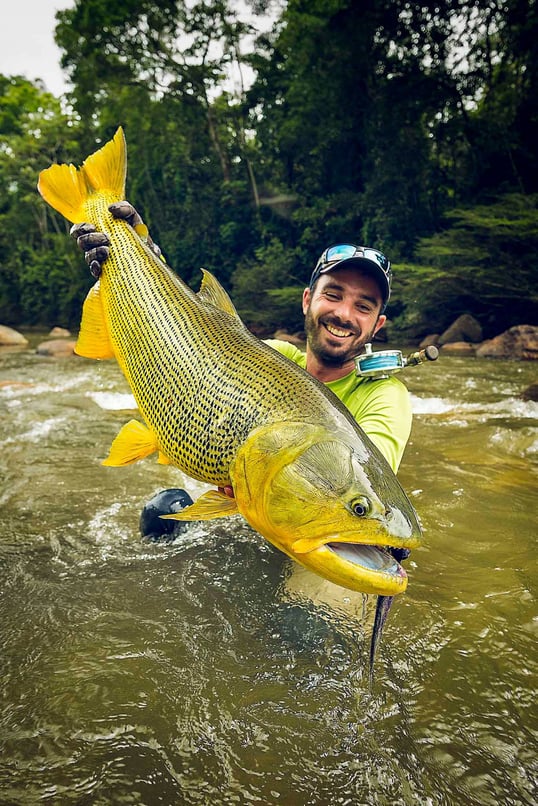 golden dorado fishing