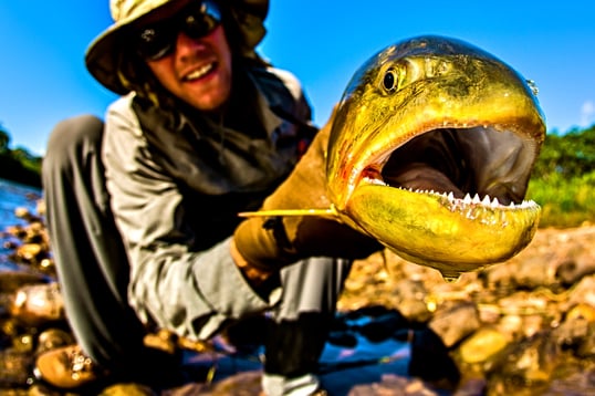 giant golden dorado