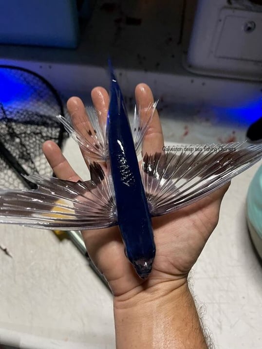 galveston fishing trip9