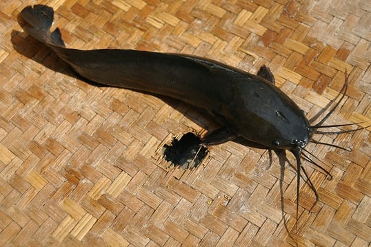 Invasive Walking Catfish