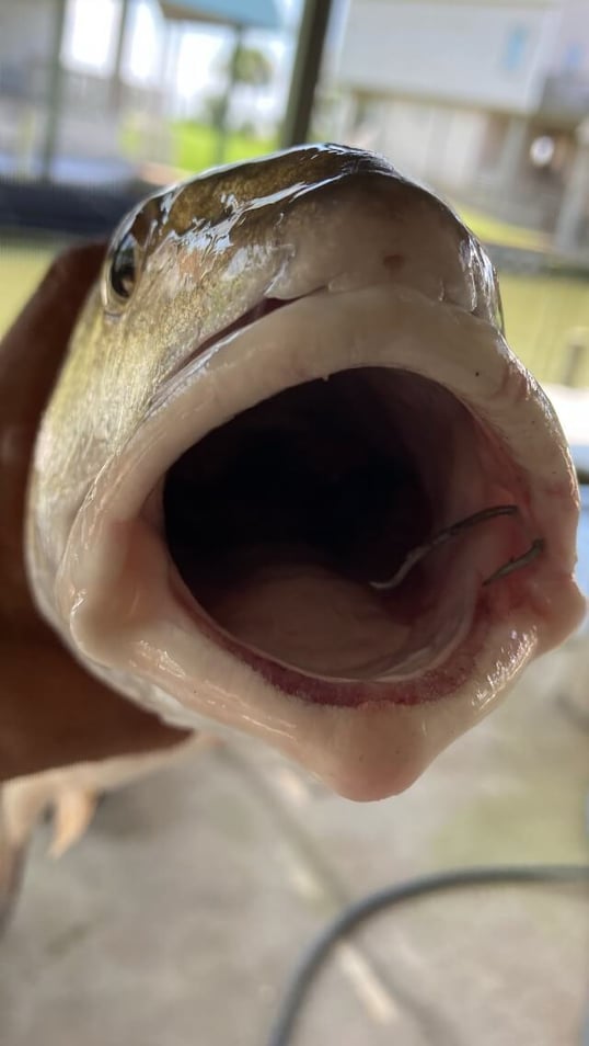 galveston fishing trip14