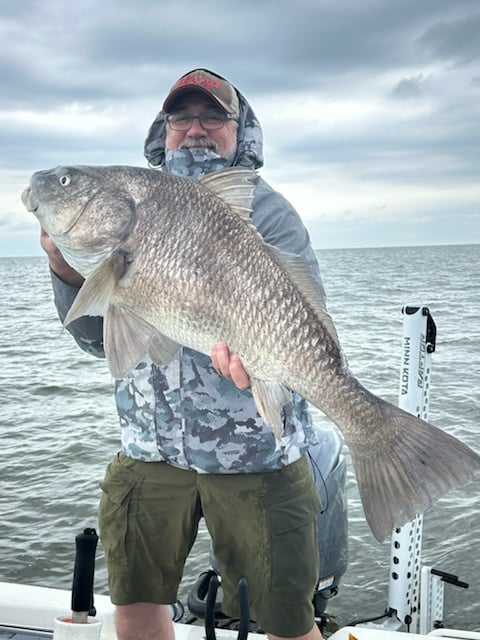 Black Drum Caught In Louisiana