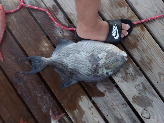 destin fishing trips7