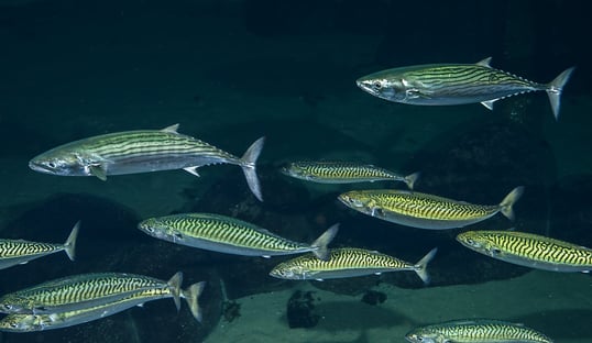 Atlantic Bonito Swimming