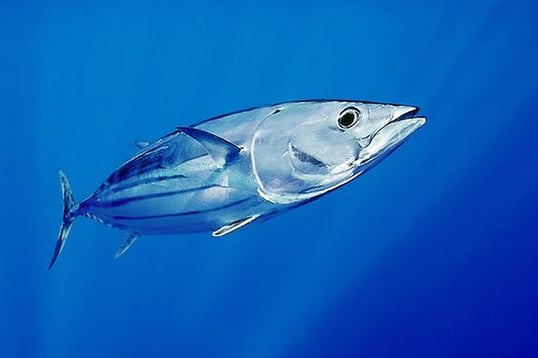 skipjack tuna swimming