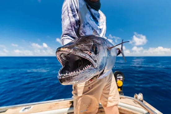 teeth of a dogtooth tuna in tanzania facing the camera