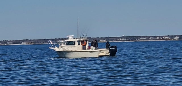 Black Sea Bass