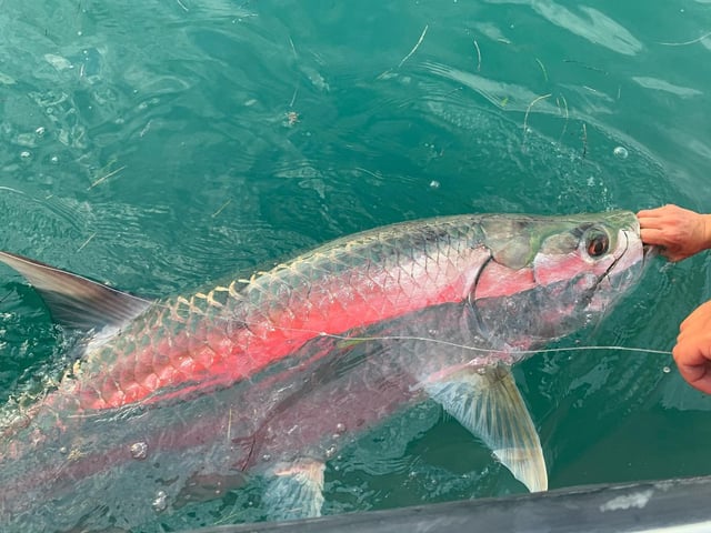 Miami Beach Tarpon Trip