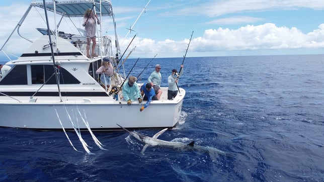 boating a large marlin in hawaii