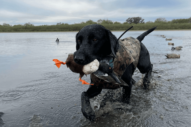 dog with duck in south texas