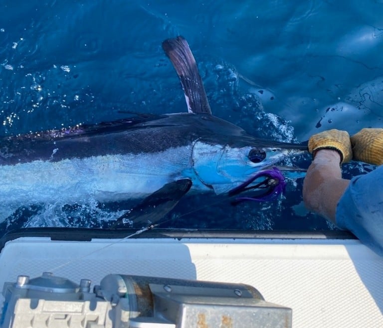 Wanchese Fishing Reports from Our Damn Good Guides.