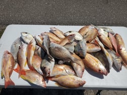 Fishing in St. Petersburg, Florida
