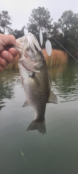 blanco river fishing lures White Baits  Red Dirt Bait Company Catch more bass from the bank or river with the Bank Beater Bundlecomplete lure kit with jigs Hefty sunfish caught in the